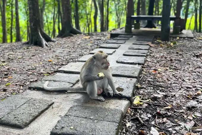 Monkey Forest