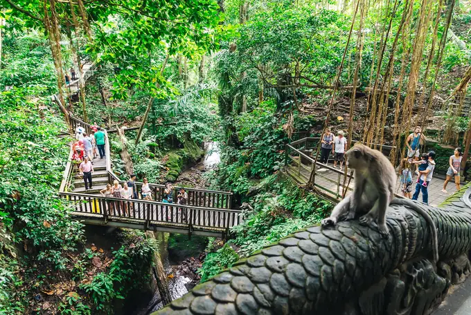 Monkey Forest