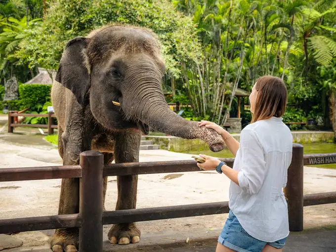 Elephant Safari Park Lodge Bali