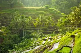 Ricefields Tegallalang