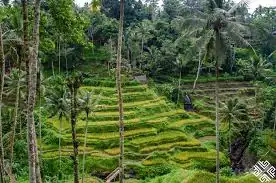 Ricefields Tegallalang