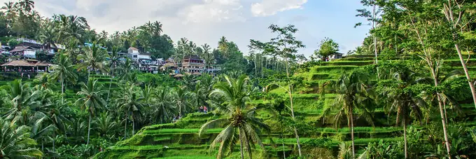 Ricefields Tegallalang