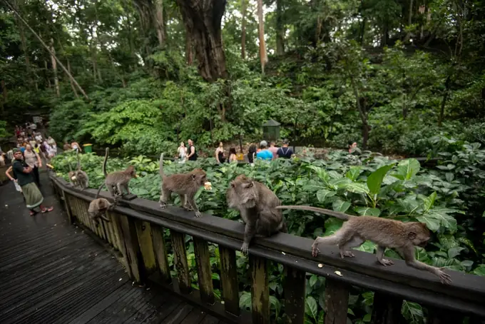 Monkey Forest