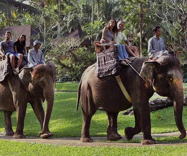 Elephant Safari Park Lodge Bali